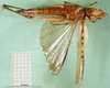 CollectionObject 1581463; 4eab29d9-e52a-4630-8bf8-13b50628c52f, DORSA BA000538S04: female, ventral view (paralectotype). (CollectionObject).