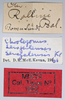 CollectionObject 1578585; c5c303c9-134e-41c2-b8f2-eaae8d6d484f: labels (paralectotype of Chrotogonus rollini). (CollectionObject).
