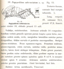 Pagopedilum subcruciatum Karsch, 1896: p. 277. original description. (Otu).