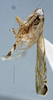 Head on Scaphoideina Oman, 1943 N. Gen. MG2 sp.1: (Observation).