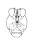 Morphopus phyllocerus (Bolívar, 1887): Pl. 1, Fig. 12. male face (Morphopus affinis). (Otu).