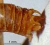 CollectionObject 1567102; 8af1205c-9cd8-450e-b172-46fb02b5635b: male abdominal apex (syntype). (CollectionObject).