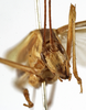CollectionObject 1529820; 50f1a515-fcf5-4b97-a401-14cd929a492a: male, frontal view (lectotype of Tylopsis meruensis). (CollectionObject).