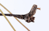 Canuleius vigintiquatuorspinosus Redtenbacher, 1906: copyright ZMUH, Hamburg. male: end of abdomen, lateral view (syntype). (Otu).