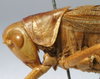 CollectionObject 1517229; c650b075-baf8-4f26-bf2d-03e5f049cabe: male head and pronotum, lateral view (holotype). (CollectionObject).