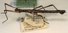 Urucumania borellii (Giglio-Tos, 1897): copyright ZMUH, Hamburg. male, lateral view of synonym Anisomorpha lurida (not type). (Otu).