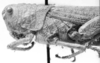 CollectionObject 1523804; 07ec4d97-3f23-4d71-a40f-2abd85f70699: female, head and pronotum, lateral view (holotype). (CollectionObject).