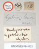 CollectionObject 1559857; NHMUK(SF IMPORT DUPLICATE) 844921, 2b92cc82-ad6b-46c2-a19d-27526138c52f: copyright Natural History Museum, London. female, data labels of Pachymorpha hystriculea (holotype). (CollectionObject).