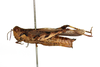CollectionObject 1594379; 3f98fba9-2a9d-467d-be6e-1f553b4e306f: female, lateral view (paratype of Dittopternis handschini). (CollectionObject).