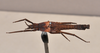 CollectionObject 1598210; 88413392-e6fa-4453-b088-89b2a99cef5a, QM T258501: copyright QM. male, dorsal view (paratype). (CollectionObject).