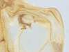 CollectionObject 1578225; ad0dcb8f-d87a-4429-870c-7cd0991b649a: right stridulatory file. (CollectionObject).