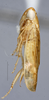 Head on Scaphoideina Oman, 1943 N. Gen. T4: (Observation).