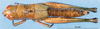 CollectionObject 1537532; 446c1b83-ec13-4618-93f6-fff65c3a0569: female, dorsal view (holotype of M. virescens). (CollectionObject).