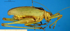 CollectionObject 1505307; 56472cb3-ecd7-4684-b56c-fddb66e43839: male, lateral view (holotype). (CollectionObject).