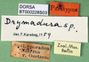 CollectionObject 1502462; 407e363b-7e90-4c22-8ded-e1029cf84918: labels (paratype). (CollectionObject).