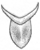 Ceuthophilus (Ceuthophilus) gertschi Hubbell, 1936: Fig. 14 (specimen from Rancho del Monte, NM). dorsal view of 9th tergite of male. (Otu).