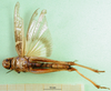 CollectionObject 1501431; a1dae85d-b63a-4564-b9ae-66d0ba7ef373: female, ventral view (holotype). (CollectionObject).