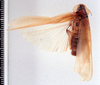 Colapteroblatta compsa Hebard, 1919: Photo taken by Heidi Hopkins. (Otu).