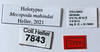 CollectionObject 1593208; 4a09acba-2eb3-4ac6-8fd7-b1b58912cb99, CH7843: labels (holotype). (CollectionObject).