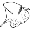 Pygofer, lateral view on Arboridia (Arboridia) soror Dworakowska, 1977: Pygofer, lateral view. (Observation).