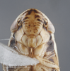 Head: !! display not done !! on Paraclorindaia brasileira (Zahniser, 2004): Head/Face. (Observation).