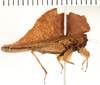 CollectionObject 1574109; NHRS 12924, 15de692f-9297-4e38-b69a-37aa0fb0e774: female, lateral view. (CollectionObject).