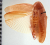 Epilampra cinnamomea Hebard, 1926 now Epilampra sodalis Walker, 1868: Photo taken by Heidi Hopkins. (Otu).