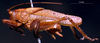CollectionObject 1503291; 1386ed40-3f35-459e-8015-a271b2b3290e: male, lateral view. (CollectionObject).