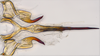Aedeagus, ventral view on Delospilopterus Stiller, 2001 n. sp. UG1: (Observation).