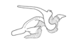 Deinacris picta picta Amédégnato & Descamps, 1979: Fig. 136. phallic complex without epiphallus, lateral view. (Otu).