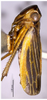 Habitus, lateral view on Evacanthus uncinatus Li, 1989: (Observation).