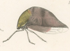 Habitus, lateral view on Cyrtolobus arcuatus (Emmons, 1855): (Observation).