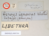 CollectionObject 1557779; NHMUK(SF IMPORT DUPLICATE) 845244, b5302473-0a3a-469d-93bd-4ffa740460f2: copyright Natural History Museum, London. female, data labels [round label reversed] (holotype). (CollectionObject).