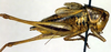 male, lateral view (syntype). Depicts CollectionObject 1502453; 2cc96564-38e7-42d4-8055-685f520a7dc7, a CollectionObject.