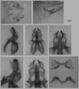 Melanoplus flabellatus (Scudder, 1878): male genitalia. (Otu).