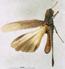 CollectionObject 1580243; c4729aa0-fd9b-4ac6-a82f-ea8daa2716e4: male, dorsal view (paratype). (CollectionObject).