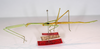 CollectionObject 1559318; 5318f452-c1cc-4d8b-ba89-4d4568f43735: copyright MNCH, Madrid. female, lateral view (paralectotype). (CollectionObject).;CollectionObject 1559319; 4145f06e-6e37-4c0b-96c4-3380581d5a02: copyright MNCH, Madrid. female, lateral view (paralectotype). (CollectionObject).