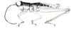 Ateliacris annulicornis annulicornis (Bruner, 1908): Fig. 10. male habitus. (Otu).