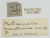 CollectionObject 1581302; 47bab69e-84f5-4aa8-9a85-86db198ded1a: labels (syntype). (CollectionObject).