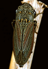 Habitus, dorsal view: U.S.A., Nebraska, Sioux Co., Rt.20 1mi E of Harrison. Photo: R. Rakitov. (Observation).