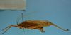 CollectionObject 1542807; 79d3c084-e725-4bd6-b109-bb32cf45d8cb: male lateral view (holotype). (CollectionObject).