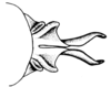 Leiotettix flavipes Bruner, 1906: Fig. 28. distal portion of phallic complex, dorsal view. (Otu).