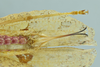 CollectionObject 1531752; 162634ba-6393-4b38-8be6-ae4399d3dd9c: female terminalia, ventral view (holotype). (CollectionObject).
