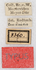 labels (syntype). Depicts CollectionObject 1531476; NMW 8360, de9dc80d-7186-4429-a0c0-e2c8bbcff8d4, a CollectionObject.