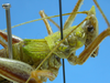 CollectionObject 1580350; MUJ ORT032, 7663aa95-1275-47d8-9128-70279c33f98a: female, thorax dorso-lateral view. (CollectionObject).
