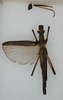 CollectionObject 1561457; bdd46e1a-8c06-4397-bc43-fabaad6d7eba: copyright ANSP. female (holotype). (CollectionObject).
