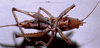 CollectionObject 1531363; de66815e-d64b-4237-a8c1-069a89908f08: female, ventral view (holotype). (CollectionObject).