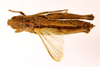 CollectionObject 1478799; 65cef463-ea9b-4d1c-abe9-80aa8ceab10e: female, dorsal view (paratype). (CollectionObject).