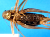 CollectionObject 1501981; 8c007038-b6d7-42a4-b5a1-563849f6d2a4: female, ventral view. (CollectionObject).