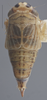 Habitus, dorsal view on Athysanella (Amphipyga) acuticauda Baker, 1898: Dorsal. (Observation).